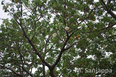 Adansonia digitata